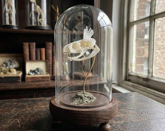 Crystalline Serpent Skull Cloche | Mineral Infused Osteology | Dark Academia Desk Decor