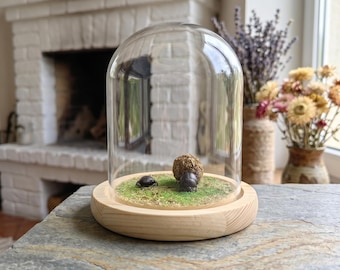 Prepared Scarab Beetle Cloche | Insect Diorama Display | Dark Academia Room Accent