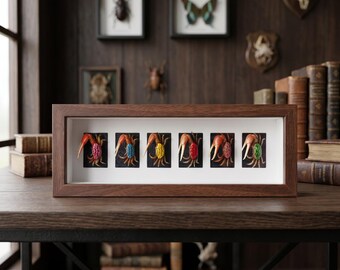 Prepared Fiddler Crab Shadowbox | Colorful Marine Crustacean Art | Nautical Dark Decor