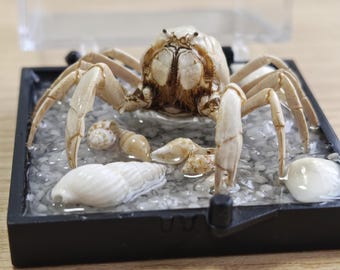 Preserved Crab Specimen & Marine Crustacean | Resin Seascape Display Box | Dark Academia Curiosity Cabinet Ocean Decor