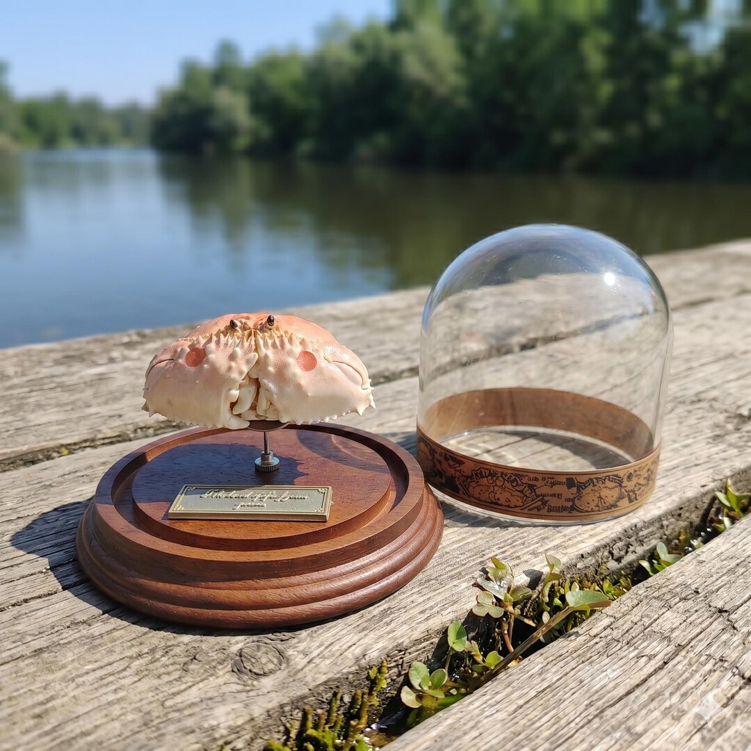 Shamefaced Shamefaced Crab & Box Crab Mount | Glass Cloche Display | Victorian ...