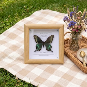 May include: A framed butterfly specimen with a wooden frame. The butterfly has dark green and black wings with intricate patterns. The frame sits on a checkered blanket, with a small bouquet of flowers and a wicker tray in the background. The text "Papilio paradis" is visible.