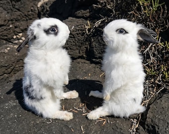 Prepared Standing Rabbit Mount | Fluffy White Leporidae Display | Cottagecore Room Accent