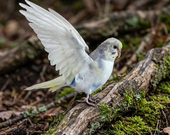 Prepared Budgerigar Mount | French Country Decor | Cottagecore Room Decor | Witchy Altar Prop