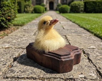 Prepared Duckling Mount on Wooden Base | Fluffy Avian Display | French Country Decor