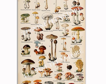 Vintage Mushroom Poster, Botanical Chart Wall Art, Cottagecore Room Decor