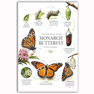 May include: An educational poster titled The Life Cycle of the Monarch Butterfly, Danaus plexippus, illustrating eight stages from egg to adult. The print features detailed drawings of the caterpillar, chrysalis, and orange and black butterfly.