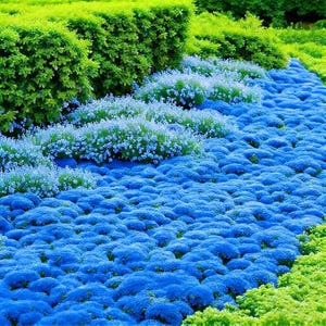 May include: A colourful garden bed with a river of blue flowers, framed by dense green hedges and areas of light green foliage. The blue flowers provide a strong contrast against the green, creating a visually appealing landscape.