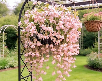 Climbing Jasmine Seeds, Fragrant Weeping Vine, Heirloom Perennial Flower Seeds