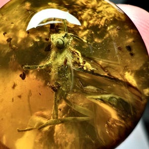 May include: A round piece of amber with a preserved insect. The amber is a translucent golden-brown color, and the insect is a light green and brown. The insect is well-preserved, with visible wings, legs, and antennae. The amber has a smooth, polished surface.