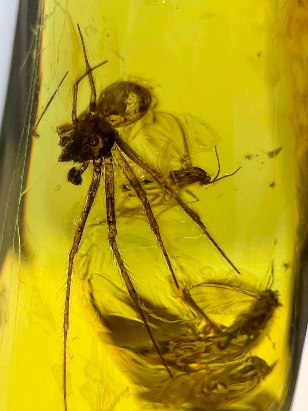 Natural Jurassic Amber Containing Ancient Spiders and Flying Insects—a ...