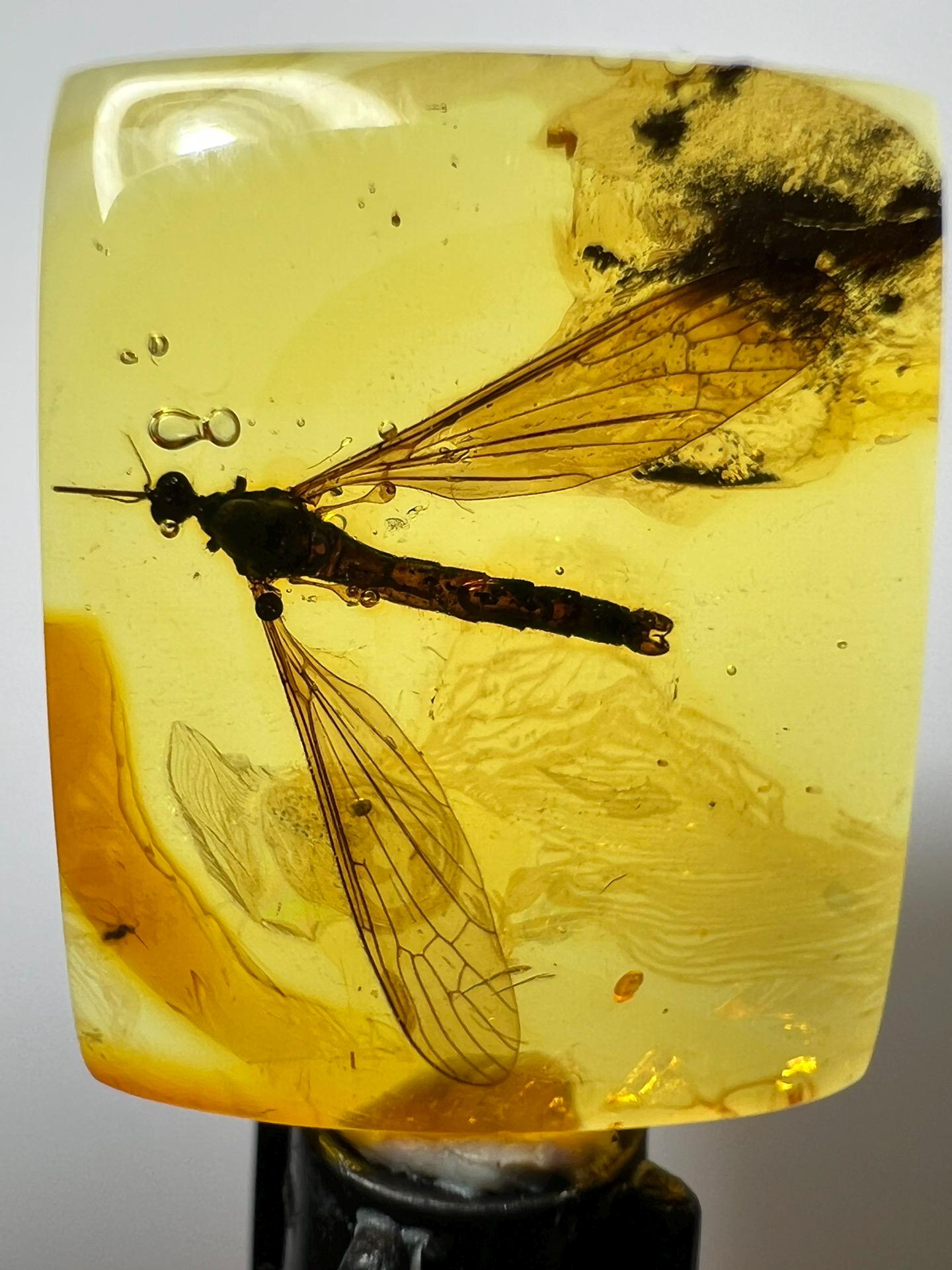 Dragonfly in Amber Fossil - Etsy
