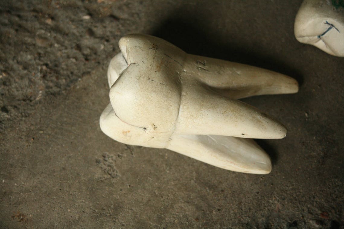 Set of 12 Large Chalk Teeth Teaching Aid Display Dental Etsy