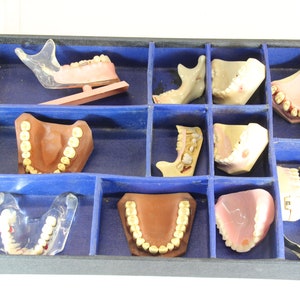 Set of 11, Vintage, Dental, Teaching Aid, Teeth, Vintage Learning Aid, Dental, Creepy Dental, Halloween, Teeth, Dental Display, Dentist
