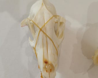 Unperfekter Fuchsschädel, Natürliches Knochenmuster, Gotische Kuriositäten Dekor, Geier Kultur