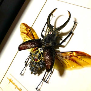 May include: A detailed steampunk-style artwork featuring a stag beetle with mechanical gears and clockwork components. The beetle has dark brown elytra, translucent golden wings, and large, curved mandibles. The artwork is set against a white background.