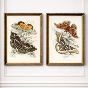 Peut inclure: Deux estampes botaniques encadrées présentant des illustrations détaillées de papillons de nuit. Les papillons de nuit présentent des motifs d'ailes complexes dans des tons orange, marron et vert. Les cadres dorés ont des détails ornés, ajoutant une esthétique vintage à l'œuvre.