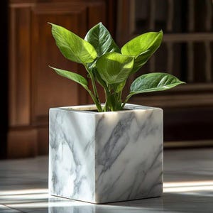 May include: A square, white marble planter with gray veining holds a vibrant green plant. The plant has large, heart-shaped leaves. The planter sits on a reflective surface, with a dark wooden background.