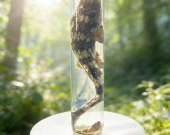 Dogfish Shark Wet Specimen in Glass Jar 18–20cm Ethically Sourced Natural Death Marine Taxidermy Oddity Gift