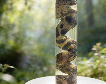 Ejemplar húmedo de anguila moteada: Exhibición de rarezas marinas de origen ético