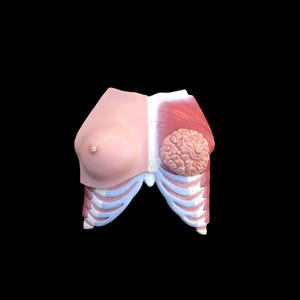 Könnte beinhalten: Detailliertes anatomisches Modell des menschlichen Torsos, das Brust und Oberbauch zeigt. Das Modell umfasst eine Brust, Muskeln, Rippen und innere Organe, mit realistischen Farben und Texturen, vor schwarzem Hintergrund.