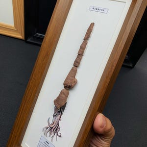 Może przedstawiać: Oprawiona ekspozycja przedstawiająca długi, segmentowany brązowy okaz skamieliny umieszczony nad szczeg&oacute;łową ilustracją głowonoga z mackami. Białe passe-partout zawiera etykiety z chińskimi znakami, całość w prostokątnej drewnianej ramie.