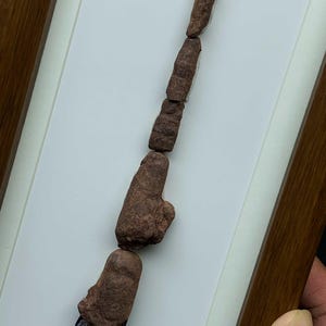 Ordowicki okaz skamieniałości Orthoceras, sklejony głowonóg, rama z drewna orzechowego, ekspozycja paleoartystyczna zdjęcie 7