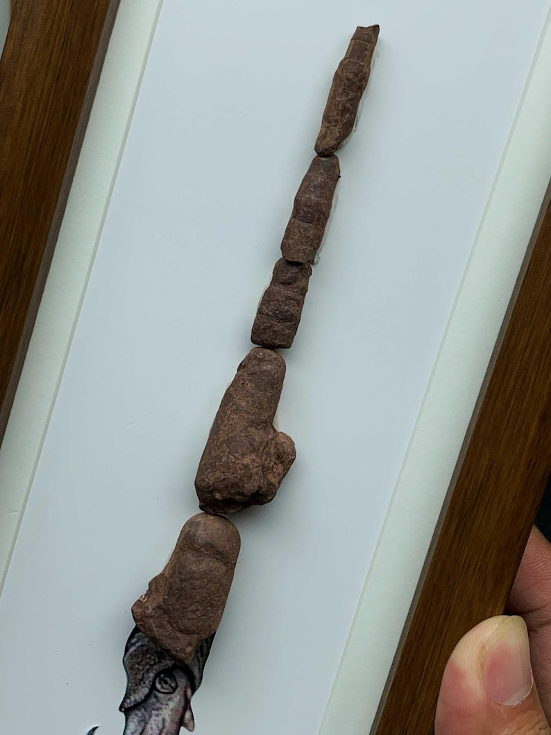 Ordowicki okaz skamieniałości Orthoceras, sklejony głowonóg, rama z drewna orzechowego, ekspozycja paleoartystyczna zdjęcie 7