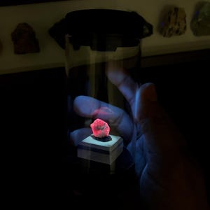 May include: A small, glowing neon-pink mineral specimen sits atop a square white pedestal inside a clear cylindrical display case with a black lid. The mineral emits a bright, vibrant light, contrasting against the dark, dim surroundings of the container.