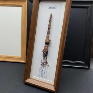 Może przedstawiać: Oprawiony okaz skamieniałego głowonoga z długą, segmentowaną, brązową muszlą i widocznymi mackami u podstawy. Eksponat jest umieszczony w prostokątnej drewnianej ramie z białym passe-partout oraz dwiema małymi białymi etykietami z tekstem.