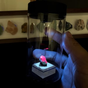 May include: A small, vibrant neon pink mineral specimen sits atop a square, light-colored base inside a clear, cylindrical display container with a black lid. The mineral glows intensely under a blue light source, highlighting its jagged texture.