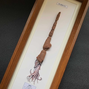 Könnte beinhalten: Ein gerahmtes Exponat mit einem langen, segmentierten braunen Fossil, das in eine detaillierte Illustration eines Kopffüßers mit Tentakeln übergeht. Das weiße Passepartout enthält chinesischen und englischen Text, der das Exemplar als Orthoceras sp. ausweist.