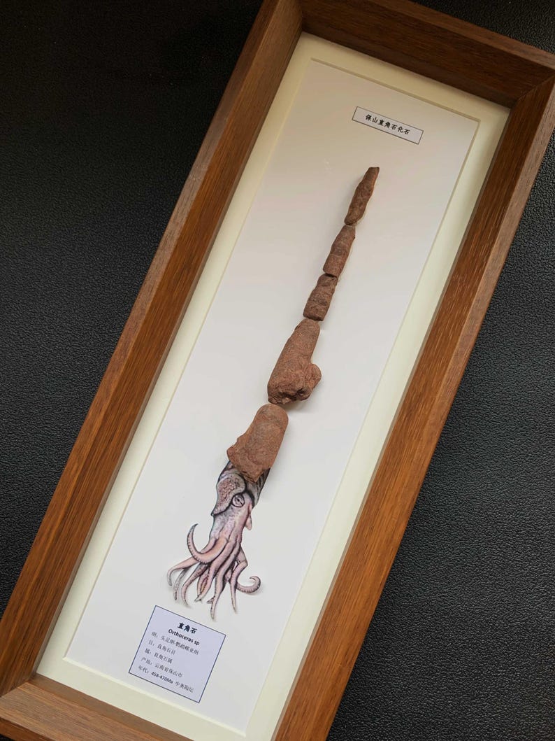Może przedstawiać: Oprawiona ekspozycja przedstawiająca długą, segmentowaną brązową skamielinę przechodzącą w szczeg&oacute;łową ilustrację głowonoga z mackami. Białe passe-partout zawiera tekst w języku chińskim i angielskim identyfikujący okaz jako Orthoceras sp.