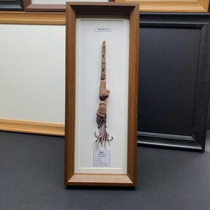 Könnte beinhalten: Ein vertikaler Holzrahmen mit einem versteinerten Tintenfisch-Exemplar auf weißem Hintergrund. Das Fossil zeigt einen langen, segmentierten braunen Körper mit detaillierten Tentakeln an der Basis. Zwei kleine weiße Etiketten mit schwarzem Text sind angebracht.