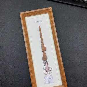 Może przedstawiać: Oprawiona ekspozycja przedstawiająca pionowy układ brązowych, teksturowanych segment&oacute;w skamielin przechodzących w szczeg&oacute;łową ilustrację głowonoga z mackami u podstawy. Białe passe-partout zawiera małe etykiety w języku chińskim i angielskim.