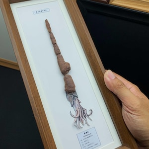 Ordowicki okaz skamieniałości Orthoceras, sklejony głowonóg, rama z drewna orzechowego, ekspozycja paleoartystyczna zdjęcie 13