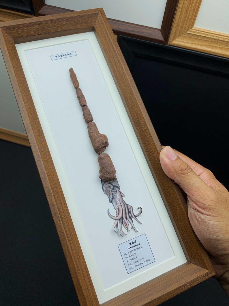 Ordowicki okaz skamieniałości Orthoceras, sklejony głowonóg, rama z drewna orzechowego, ekspozycja paleoartystyczna zdjęcie 13