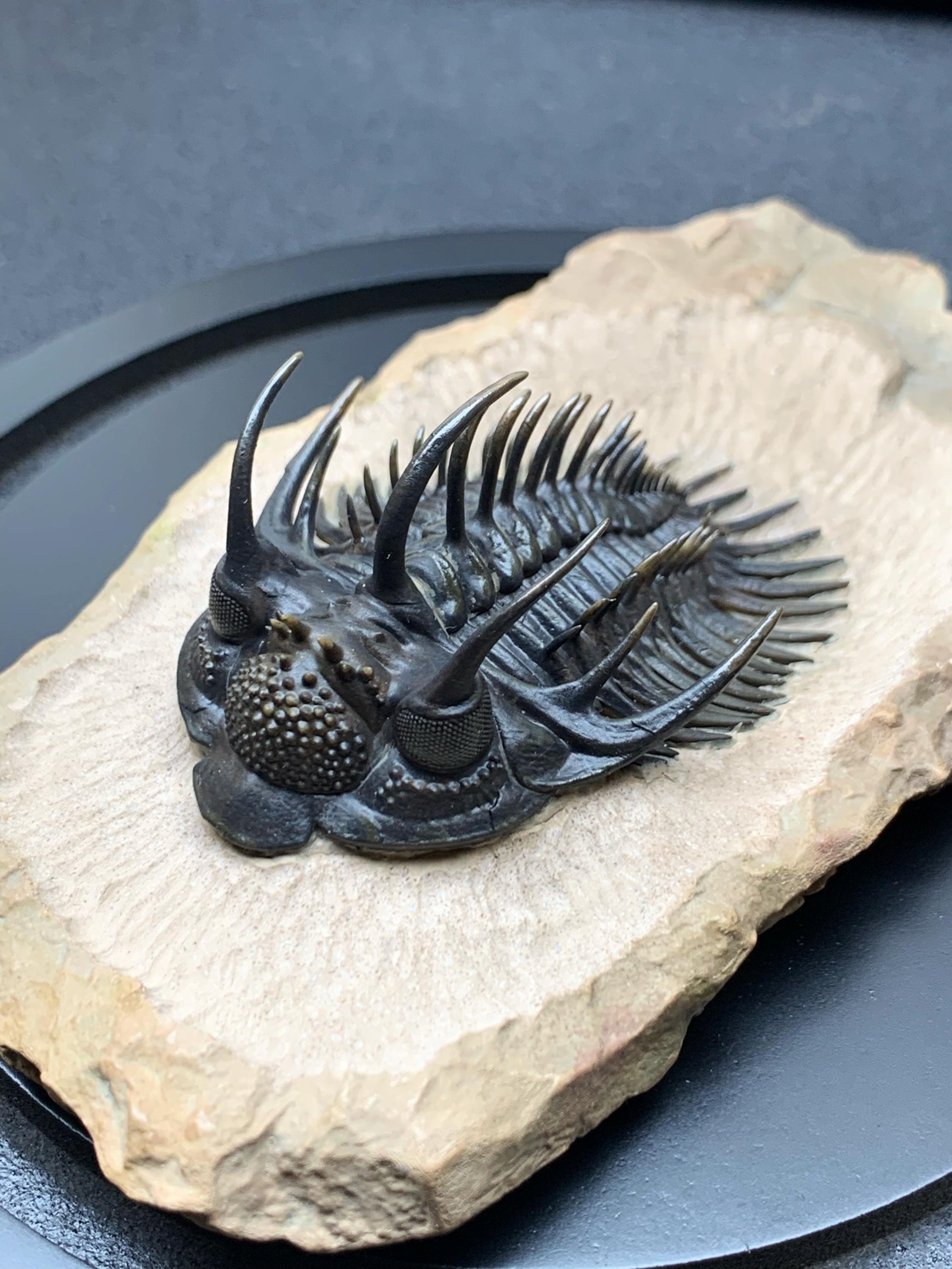 Trilobite fossil - Etsy 日本