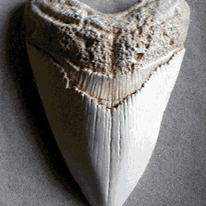 May include: A large, fossilized shark tooth with a white, cream color. The tooth has a pointed tip and a serrated edge. The tooth is a popular collectible for shark enthusiasts.