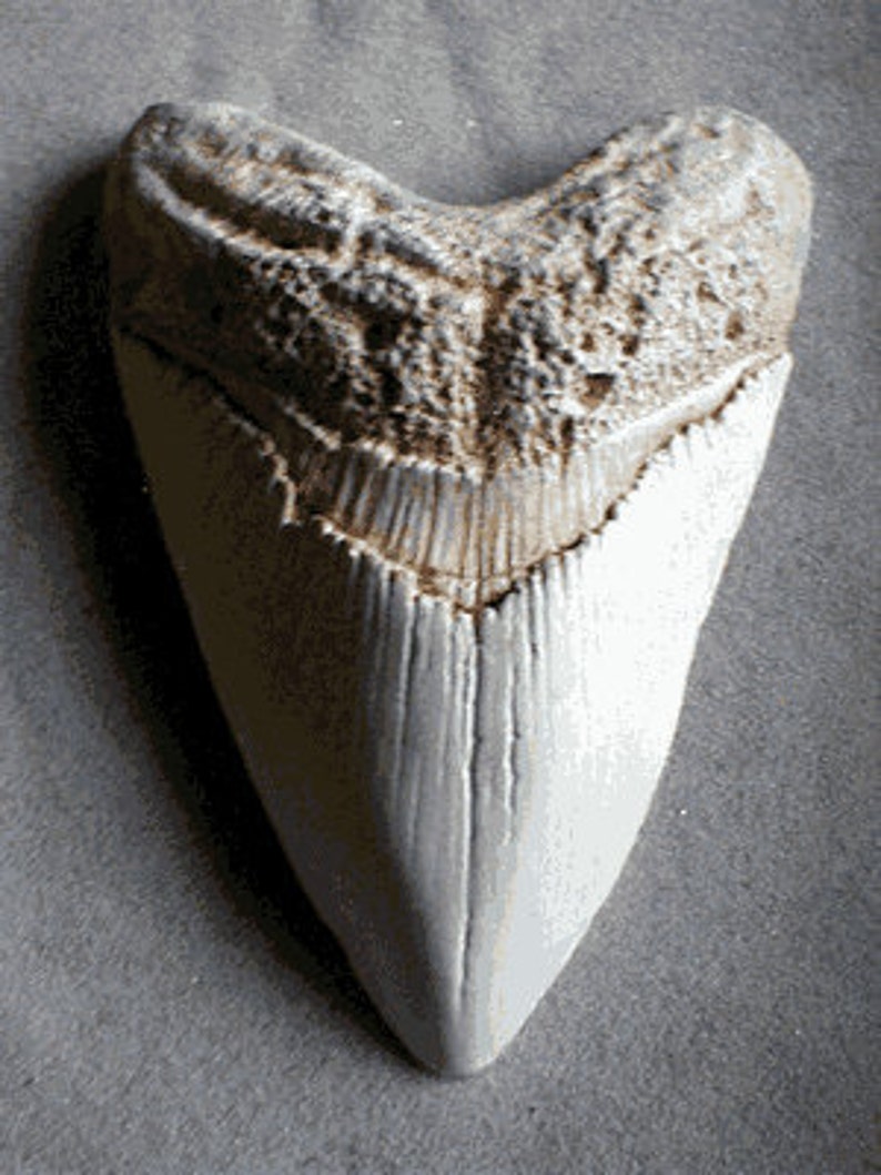 May include: A large, fossilized shark tooth with a white, cream color. The tooth has a pointed tip and a serrated edge. The tooth is a popular collectible for shark enthusiasts.