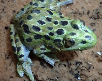 Leopard Frog 3 inches