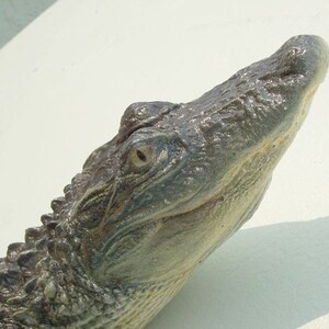 May include: Close-up of an alligator's head, showing its textured skin, eye, and open mouth. The alligator is looking up and to the right.