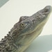 see more listings in the Reptiles section