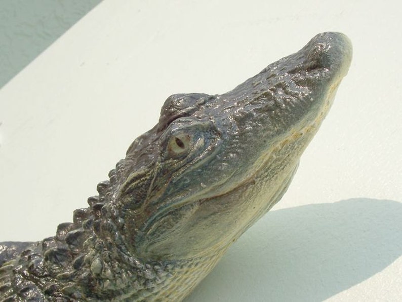 American Alligator 3-4ft: Alligator mississippiensis 16 x 5 x 39 in Statue image 1