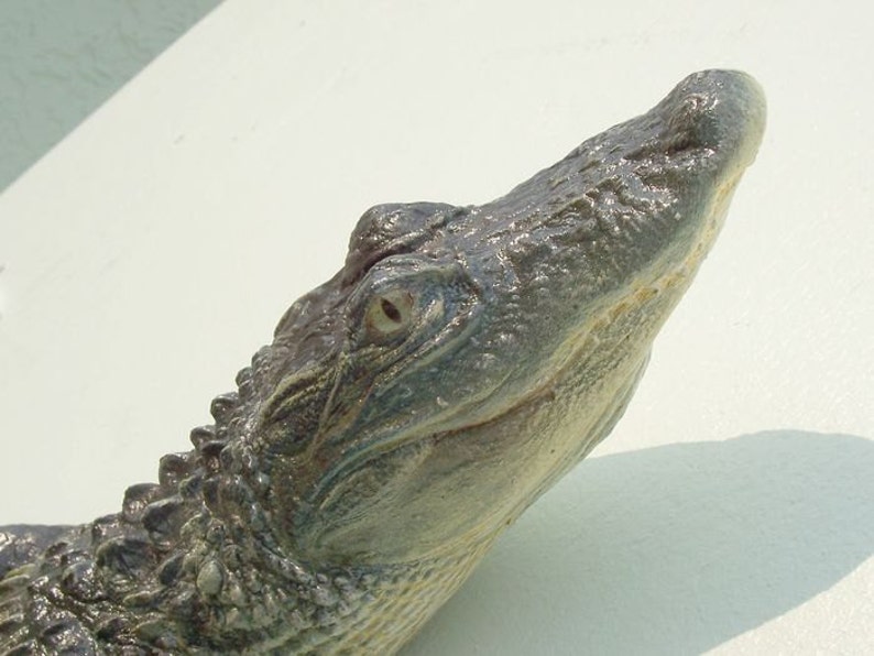 May include: Close-up of an alligator's head, showing its textured skin, eye, and open mouth. The alligator is looking up and to the right.