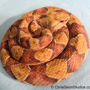 May include: A coiled copperhead snake with a brown, orange, and white patterned skin. The snake is curled up in a defensive position.