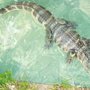 May include: A small alligator swimming in a green pool of water. The alligator is dark green and has a long snout.