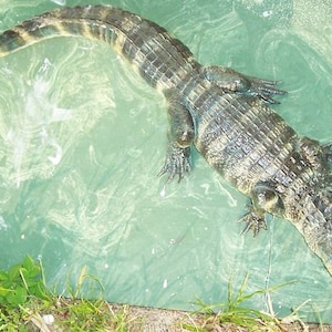 American Alligator 3-4ft: Alligator mississippiensis 16 x 5 x 39 in Statue image 5