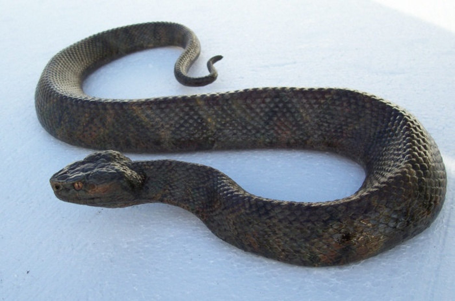Water Moccasin or Cottonmouth Snake Sculpture, 3 Feet Etsy