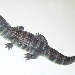 May include: A small alligator with dark gray and black scales on a white background.